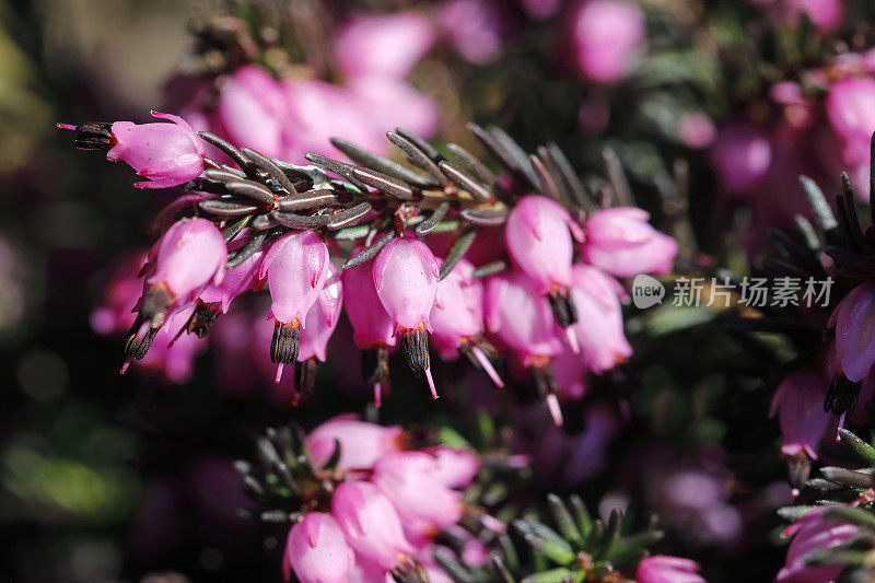 粉红色铃铛heather Erica cinerea关闭花